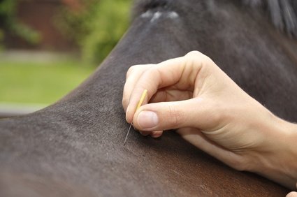 akupunktur pferd